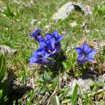 Cima Bocche